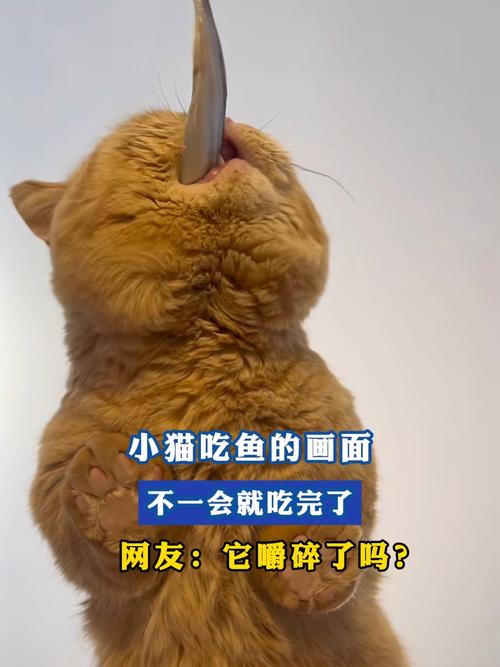 给猫咪买什么鱼吃