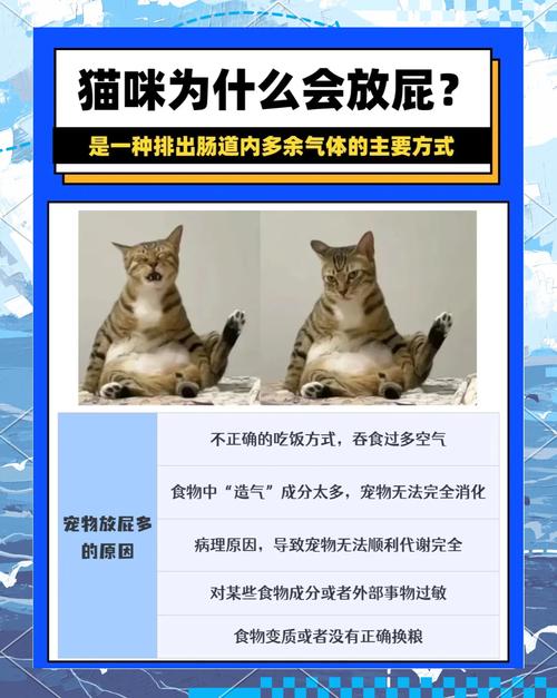猫咪老放屁的原因及处理方法