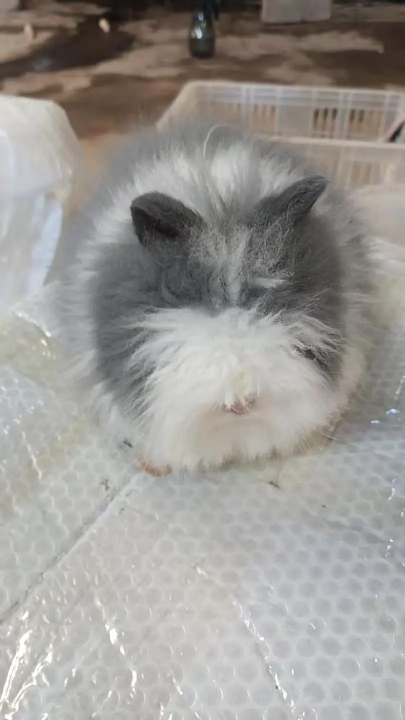 晚上要不要给盖脸猫猫兔放食物