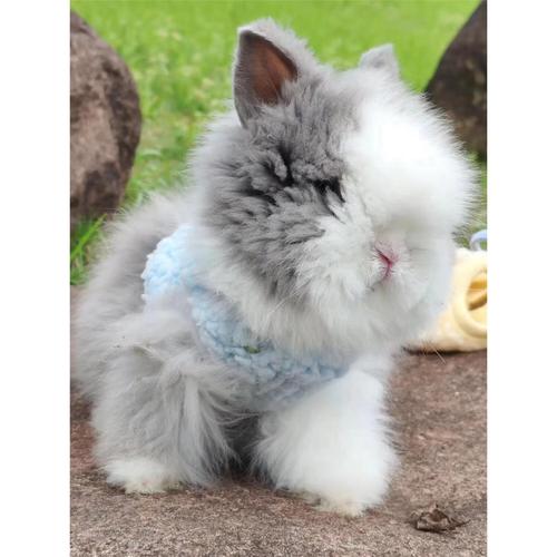 猫猫侏儒兔可以养多大