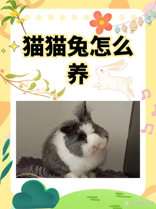 盖脸猫猫是安哥拉兔吗