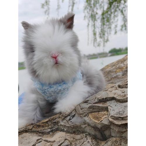 熊猫兔和垂耳兔哪个比较难养