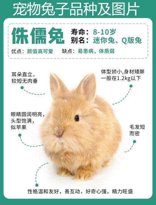 比较好养的几种宠物兔