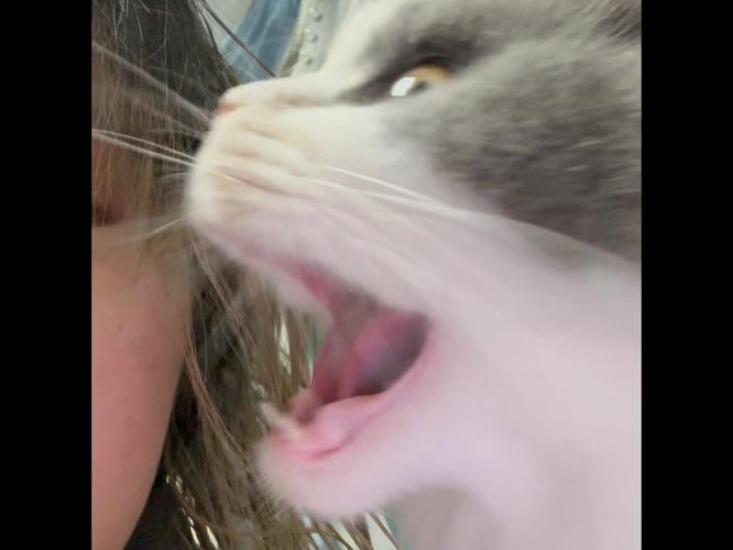 猫咪吃人的奶片有事吗