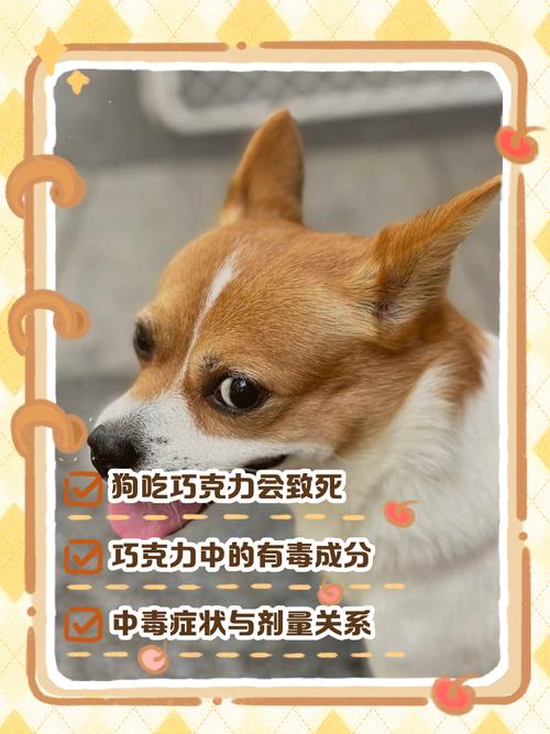 狗狗误食含有可可粉的饼干怎么办?