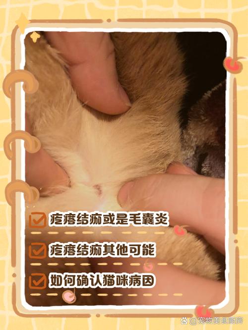 猫咪脖子上有疙瘩结痂