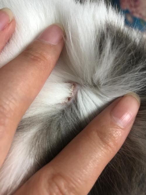 猫脖子上有结痂是什么原因