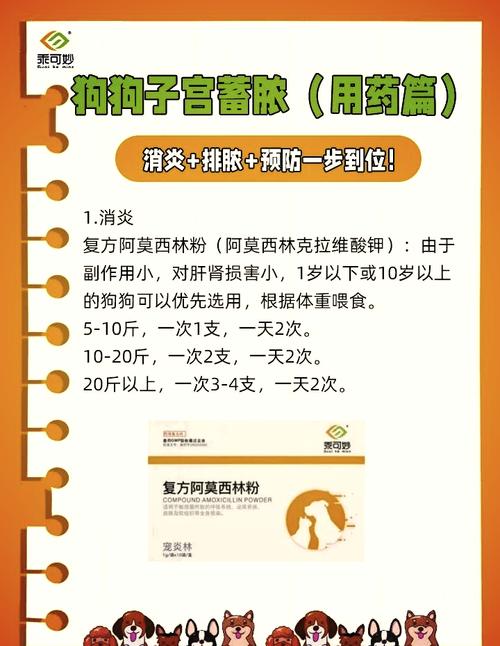 泰迪吃阿莫西林每次吃多少