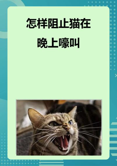 5个月的母猫开始闹猫