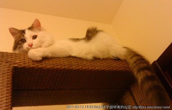 猫闹猫整夜的叫怎么办