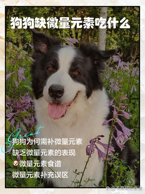 狗狗微量元素一天几顿