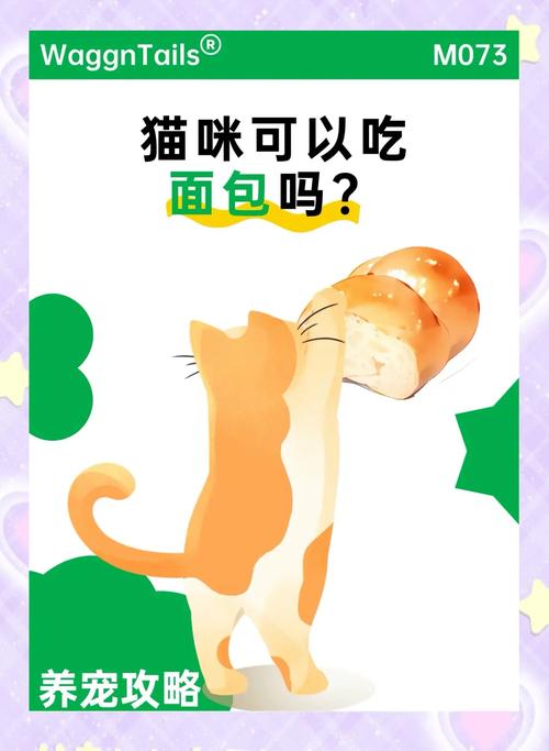 小布偶猫能不能吃面包