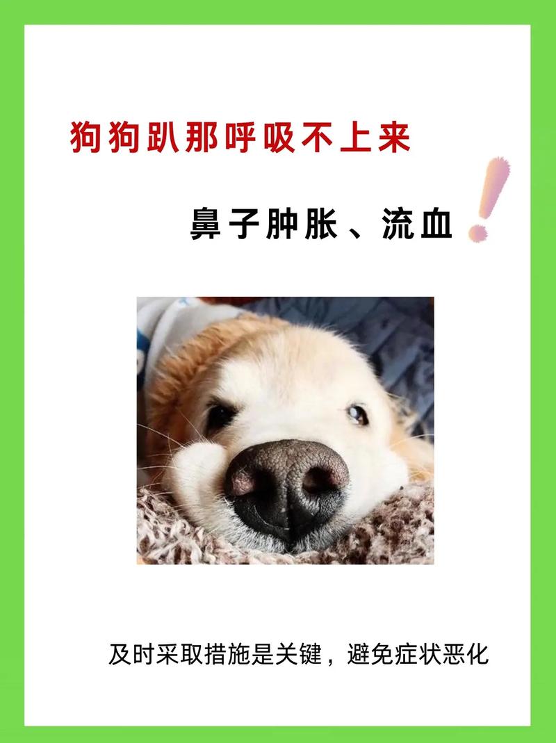 狗狗鼻子流血能自愈吗?