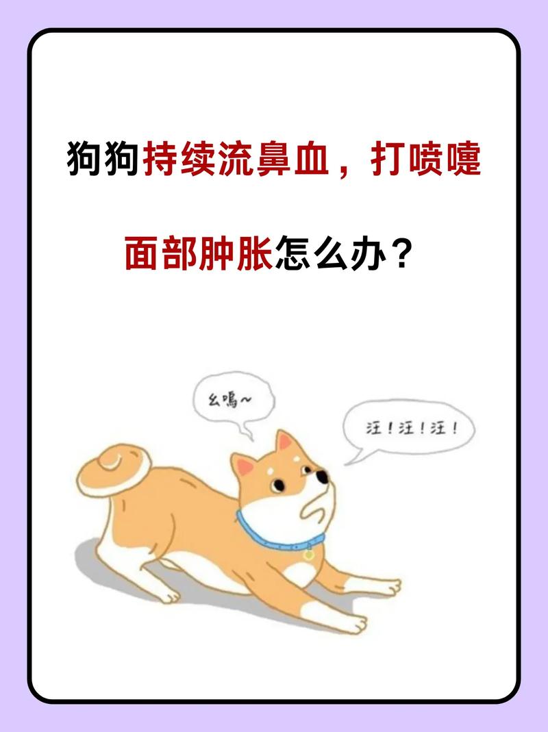 狗狗被车撞了之后鼻子一直出血怎么办?