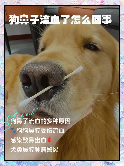 狗狗单鼻孔出血怎么办