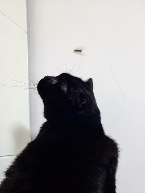 猫咪蛋蛋上有黑色像煤渣