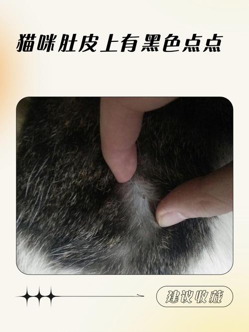 猫咪身上有黑色的点点是什么东西