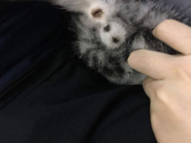 猫咪嘴边有黑色东西像煤渣