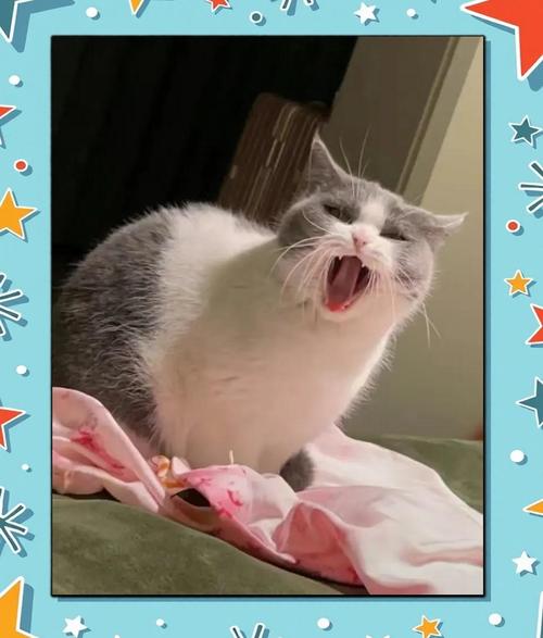 猫咪总是呼噜呼噜的