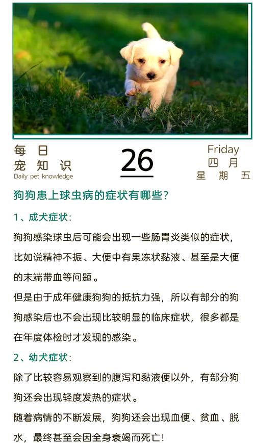 不是细小不是冠状不是肠炎但狗狗就是长期拉稀,请警惕球虫病_百度...