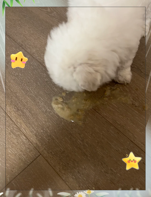 狗狗换地方拉稀怎么办