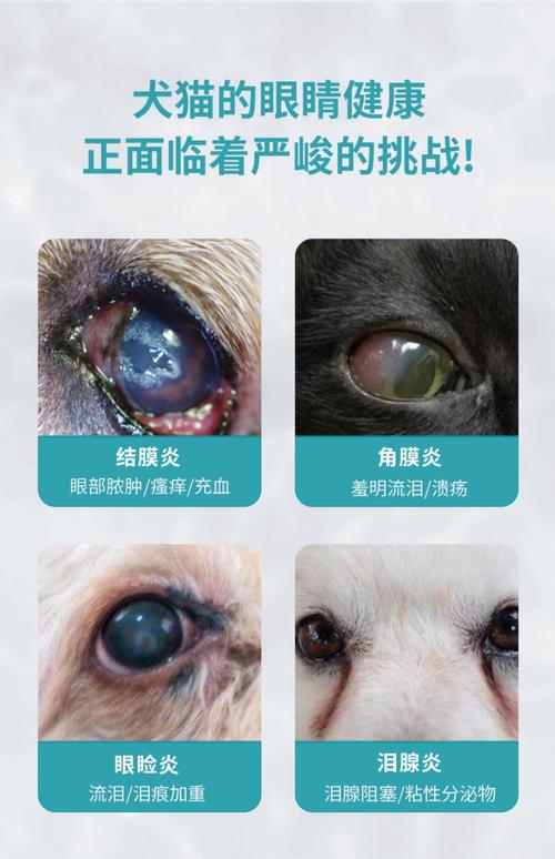 狗狗眼屎多最怕三个药