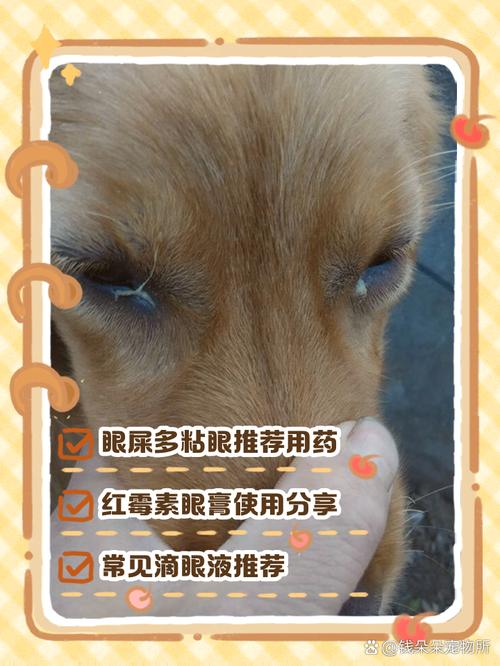 狗狗能用人哪种眼药水