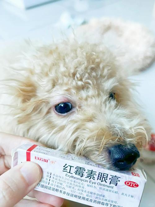 狗能用氯霉素眼药水吗?