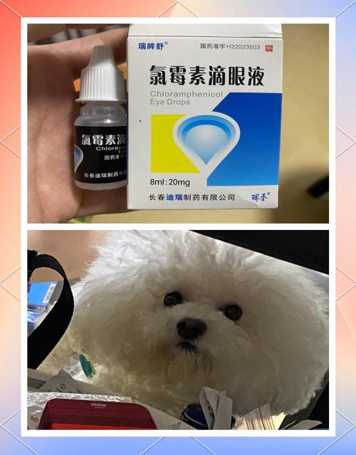 氯霉素滴眼液狗能用吗,狗能滴氯霉素眼药水吗