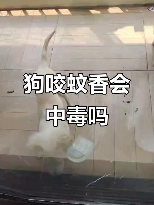 家里养狗狗可以点蚊香吗