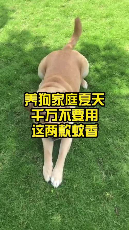狗狗可以闻蚊香吗