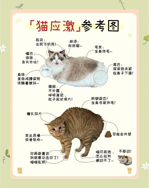 猫咪应激反应的表现有哪些?