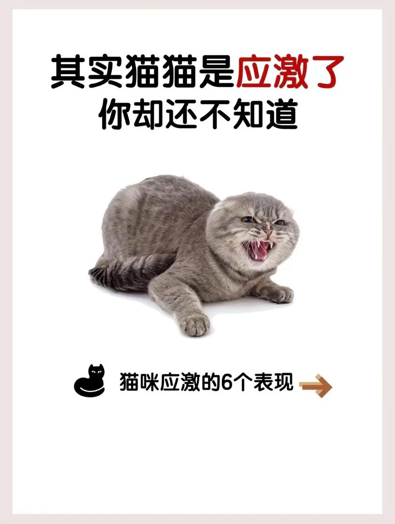 猫的应激反应表现在哪些方面