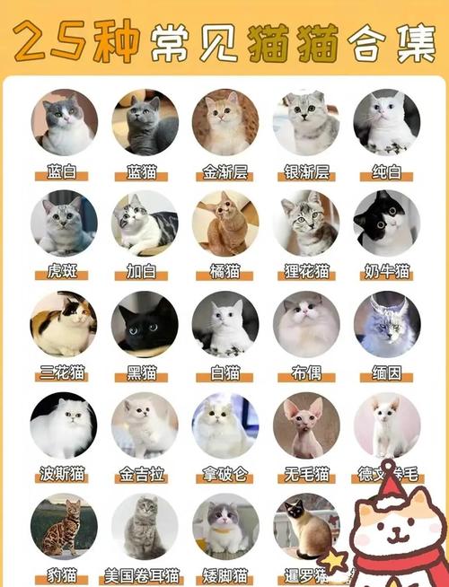 宠物猫的品种及费用排名(猫咪费用排名榜前十名)