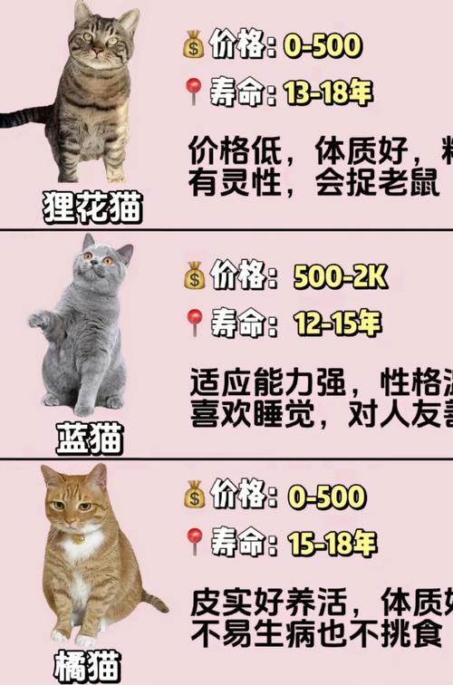 名贵的猫咪品种排名及费用排名榜