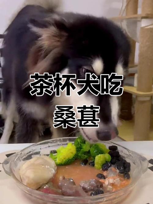 狗可以吃无花果,桑葚,树莓,蔓越果干吗