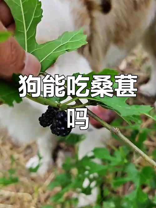 狗狗为什么不吃桑葚