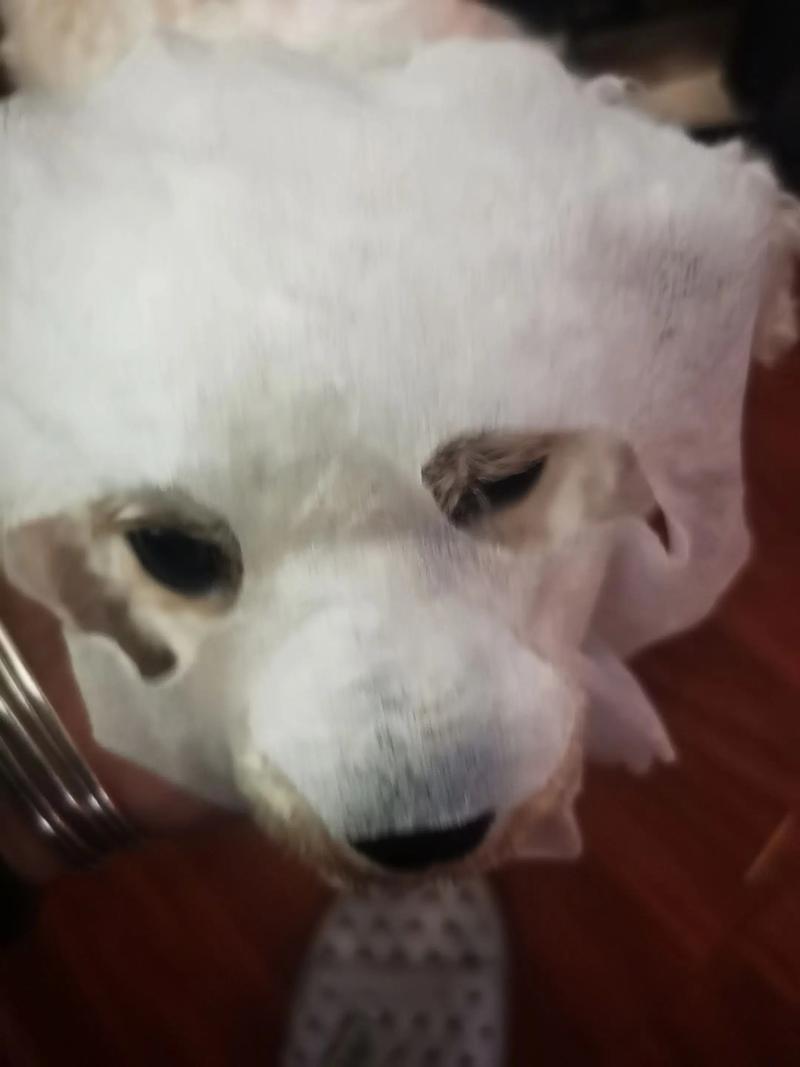 我家两个月的金毛吃了一片面膜怎么办