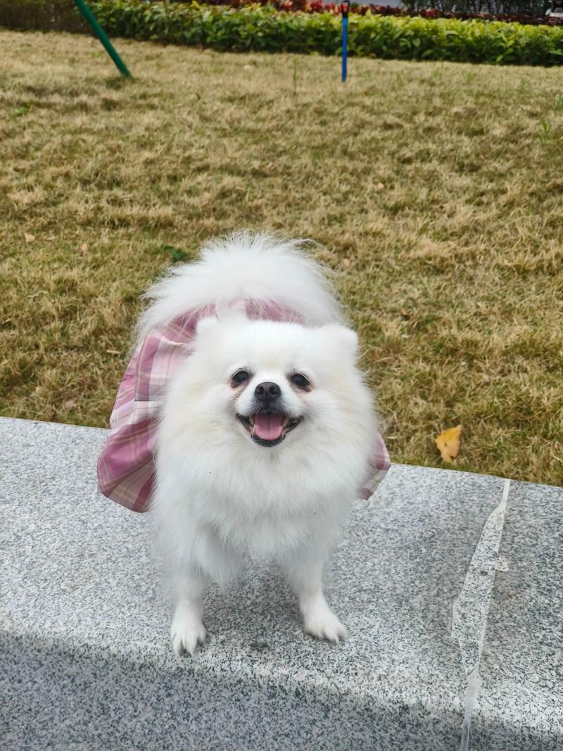 调好的海藻面膜被家里狗狗吃掉了能消化掉吗?