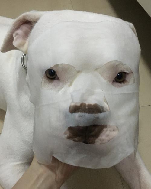 狗吃了面膜布会怎么样?