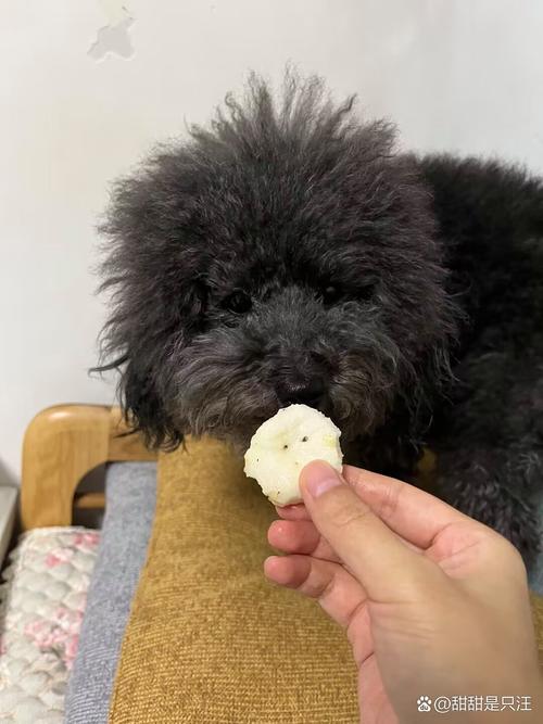 狗狗能吃马蹄吗