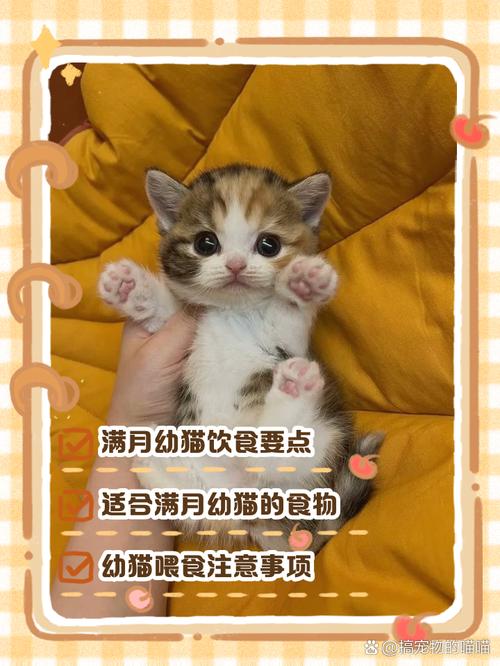 1个多月的猫咪吃什么