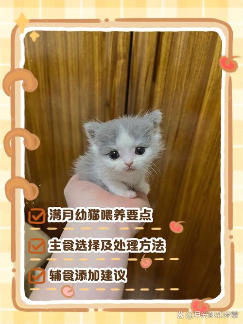 一个多月的猫咪都能吃什么食物啊