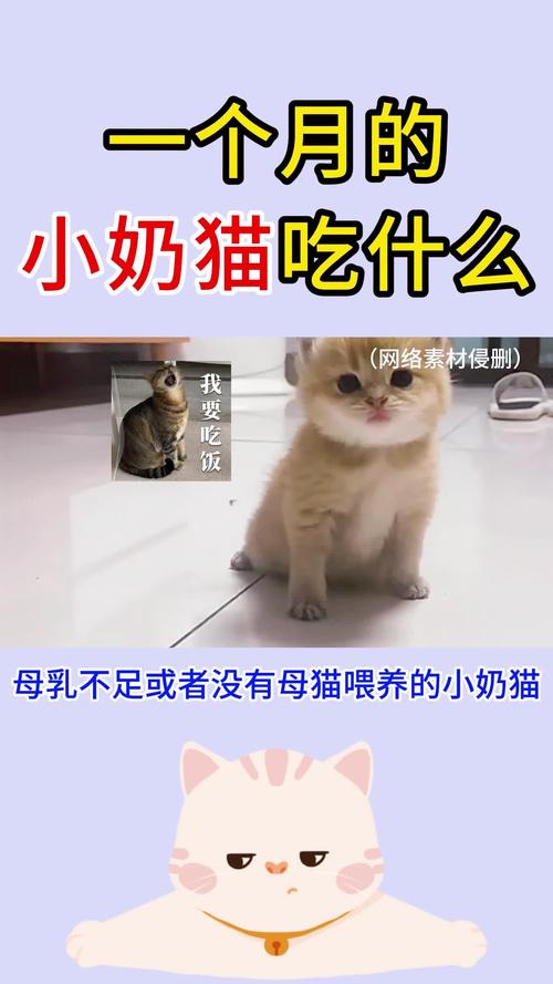 一个月的猫咪能吃什么