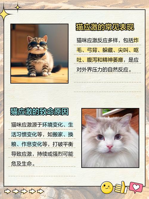 猫应激反应死的前兆