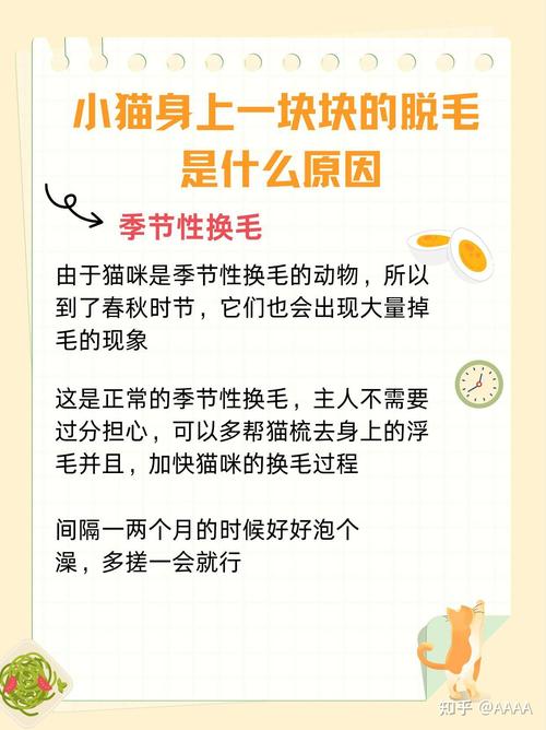 猫脱毛是什么原因