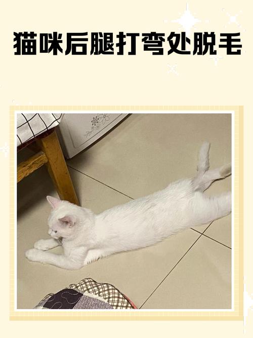 猫咪容易脱毛吃什么