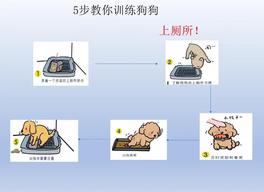 8个月的狗怎么训练定点上厕所