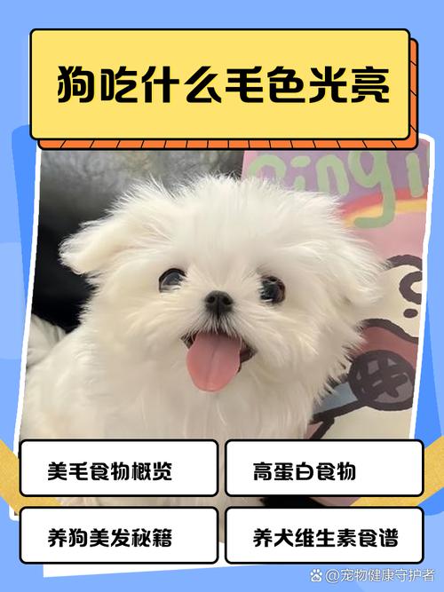 狗狗吃什么毛发亮
