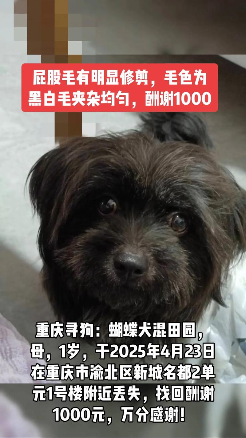 领养狗狗需要注意哪些问题